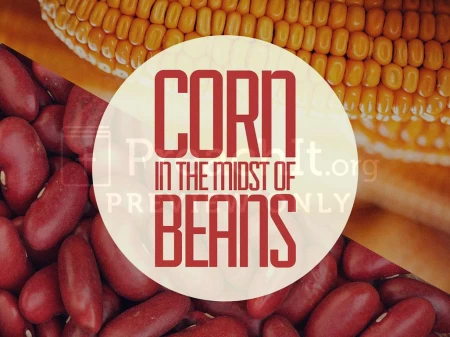 Corn In The Midst Of The Beans
