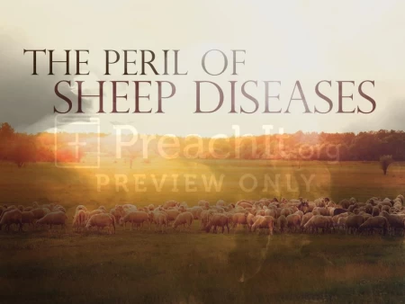 The Peril Of Sheep Diseases