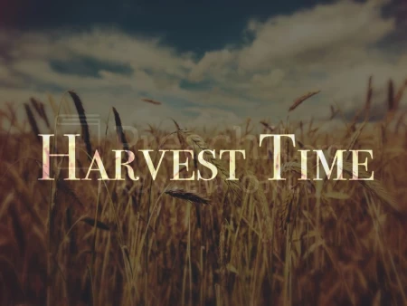 Harvest Time