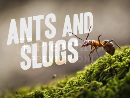 Ants and Slugs