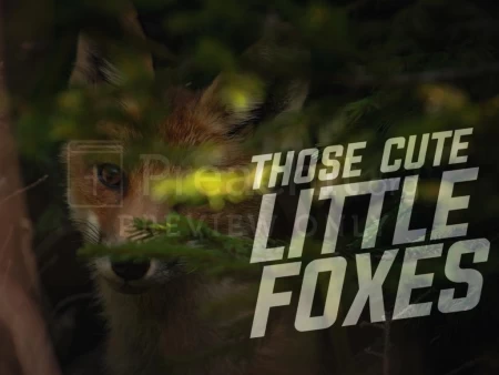 Those Cute Little Foxes!