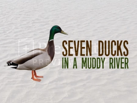Seven Ducks In A Muddy River