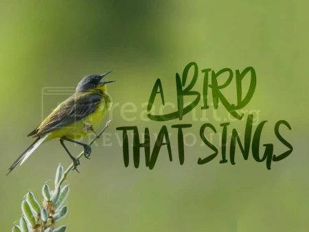A Bird That Sings