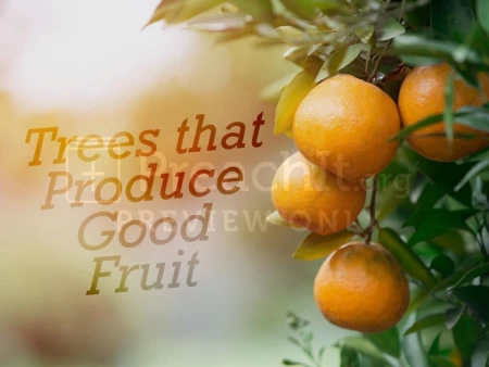 Trees That Produce Good Fruit