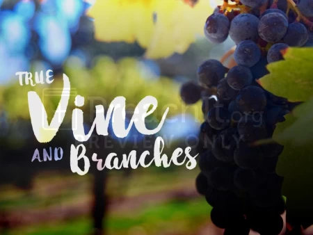 True Vine and Branches
