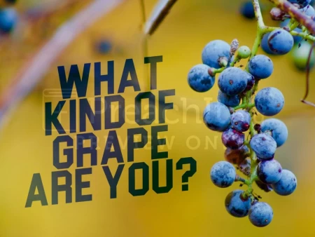 What Kind of Grape Are You?