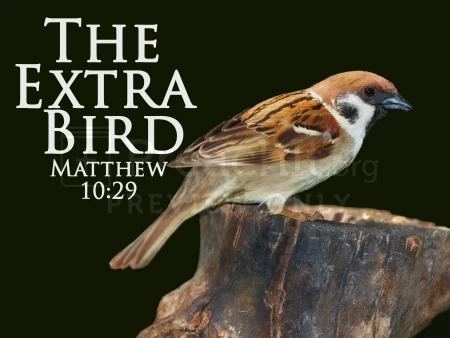 The Extra Bird