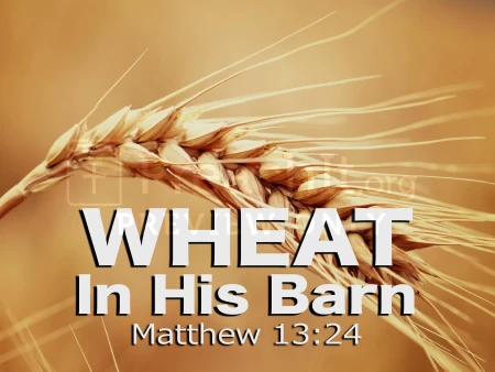 Wheat In His Barn