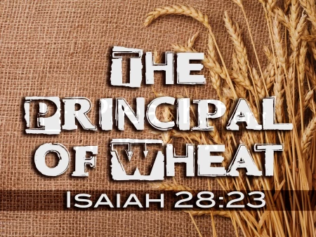 The Principal Wheat