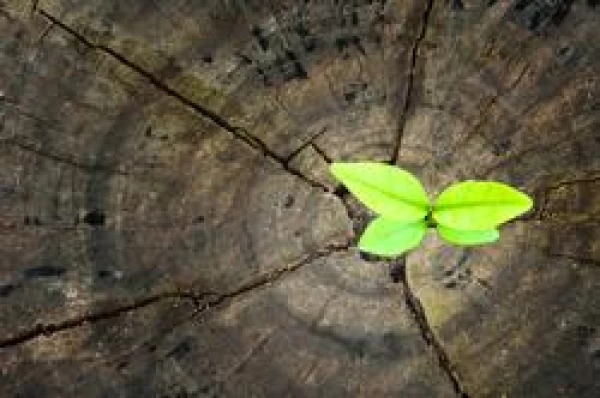 Sustaining Hope: First Steps/Next Steps