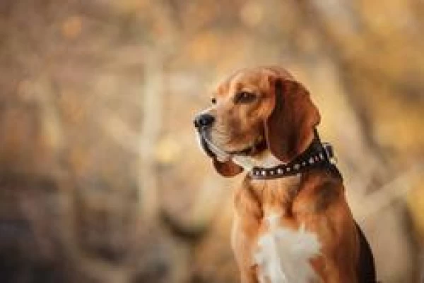 I Hate Being Head Beagle!