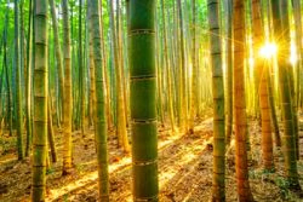 The Chinese Bamboo Tree