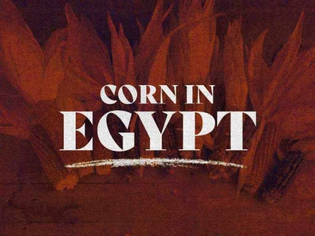 Corn In Egypt