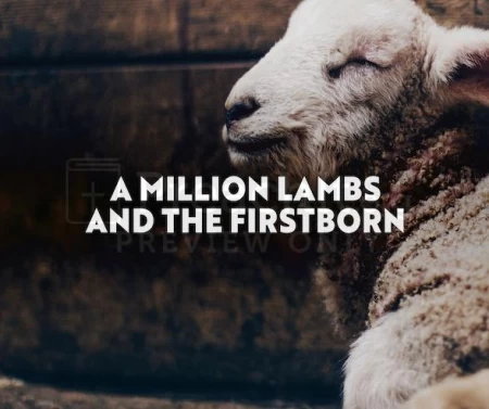 A Million Lambs And The Firstborn