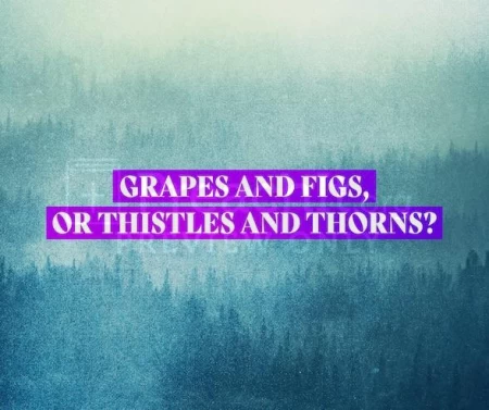 Grapes And Figs, Or Thistles And Thorns?