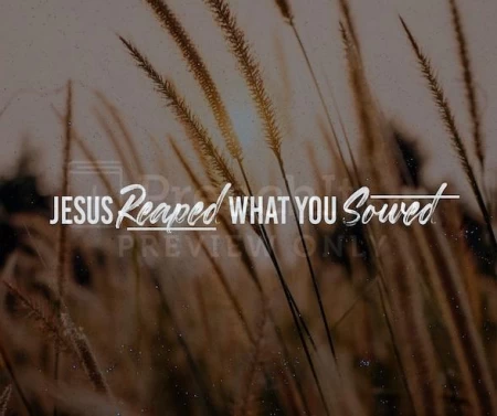 Jesus Reaped What You Sowed