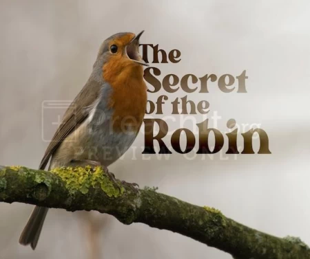 The Secret Of The Robin