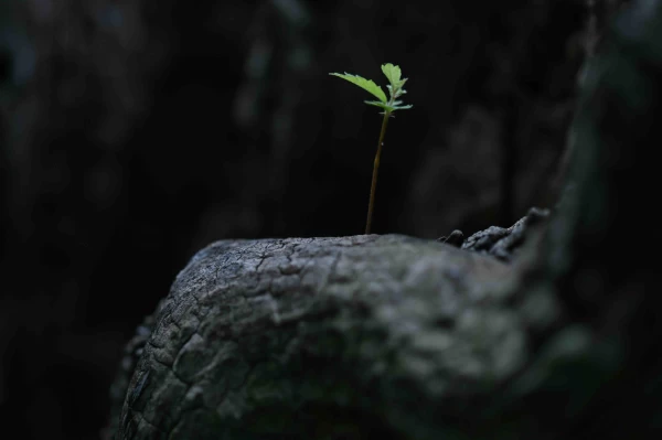 Expectation Is the Atmosphere of the Miraculous
